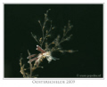   Tergipes hard find. one picture about 4mm length. white eggs be found easily. made this last week depth 23 meter. tried use low light because otherwise small body loose details. find length easily 2-3 meter details  